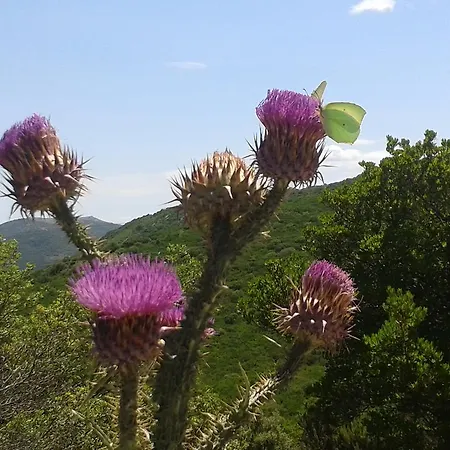 Agriturismo Battaglia *