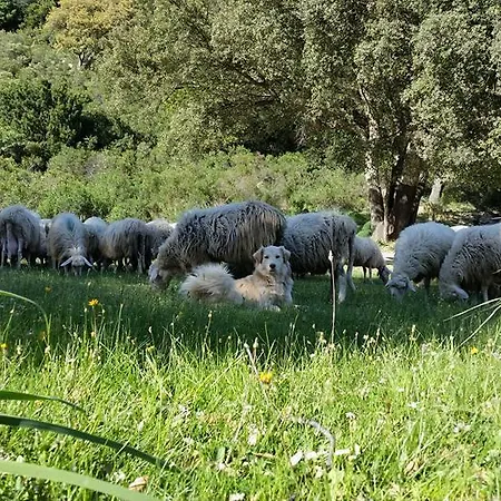 Agriturismo Battaglia * Villamassargia